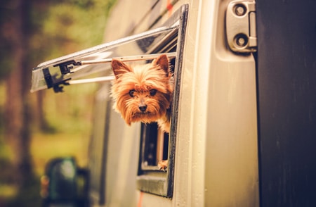 pet car temperature monitoring