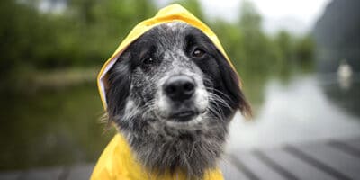 Dog with a rain coat on