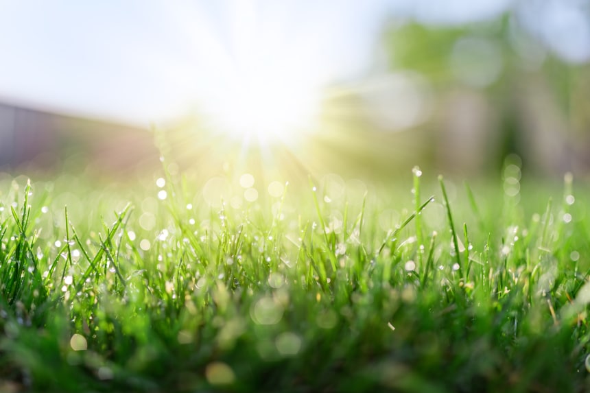 Morning dew on grass