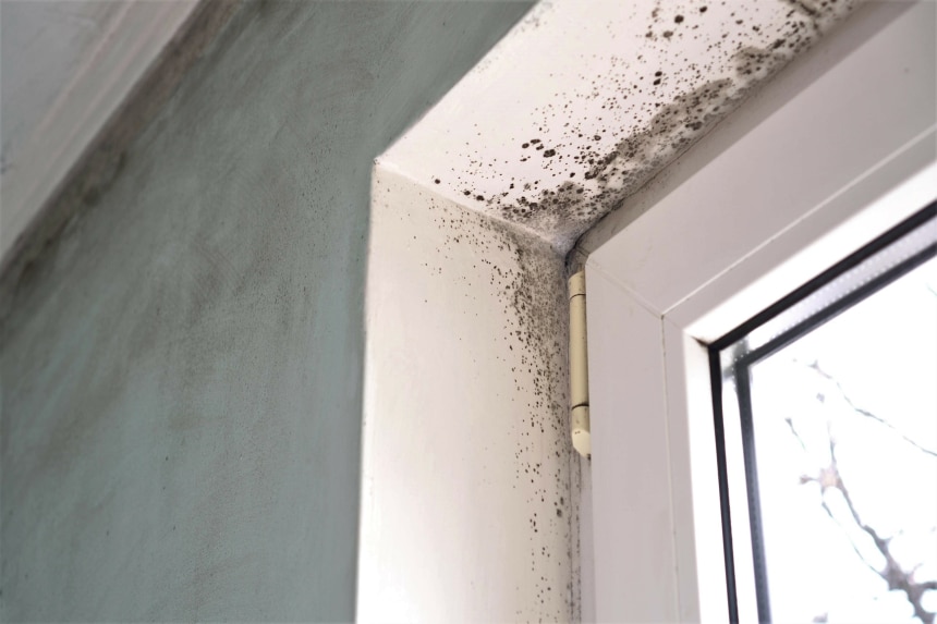 Mold growth around window