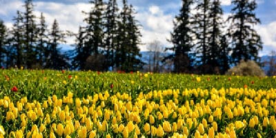Spring Destinations in the USA