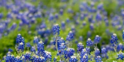 10 Cities with the Best Air Quality in Texas 1