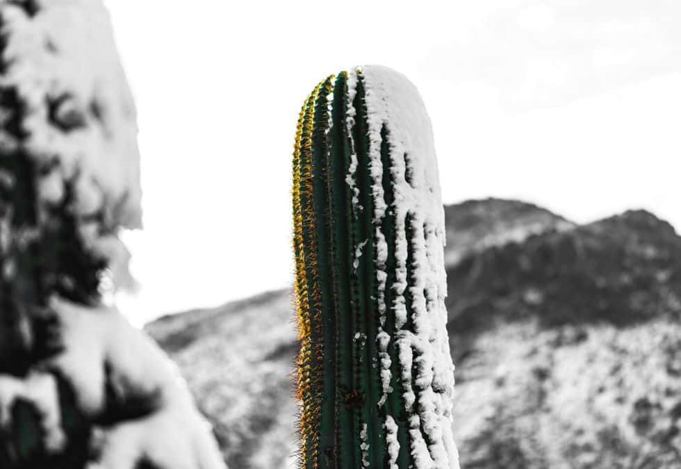 The Impossible Snow